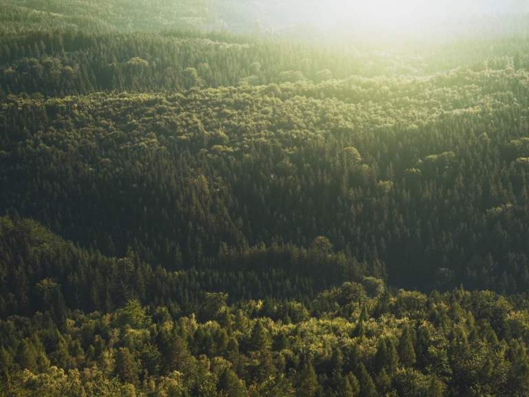 evergreen lead magnet